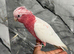 Friendly Baby HandReared Super Tame Cuddly Lutino Galah Cockatoo Parrot,23