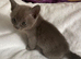 Burmese blue kittens GCCF