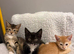 STUNNING ABYSSINIAN MIXED READY TO LEAVE!
