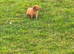 Cockapoo pups
