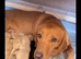 Last male golden Labrador , ready to leave