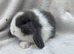 Mini lop last boy