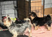 6 Pure breed pedigree puppies