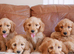 Stunning Health Tested Miniature Goldendoodle Puppies