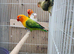 Proven breeding pairs  lovebirds for sale