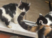 Black and white kittens