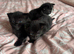 Kittens for sale &pound;50