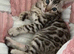 BENGAL  KITTENS, TICA REGISTERED