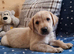 FANTASTIC FOX RED SPRINGADOR PUPPIES