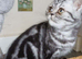 Bsh. Silver Tabby kitten.