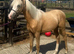 Gorgeous Palomino Welsh section B