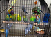 Baby budgies