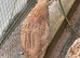 Japanese Quails looking for a new homr