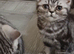 Bsh. Kitten girl looking for home.I have