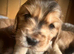 Beautiful KC registered Cocker Spaniels