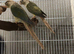Breeding pair