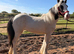 12mth cob filly