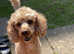 Apricot toy poodle
