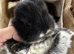 Mini lop baby bunnies-extremely well handled