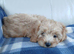 Cavapoo puppies for sale