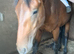 Pure cleveland bay stallion for loan
