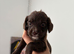 Gorgeous cocker spaniel puppies