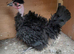 Bantam chickens