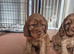 Golden red cocker spaniel puppies