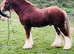 Amazing cob stallion