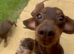 Dachshund puppy’s