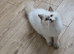 Lilac point British shorthair boy