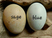 Rainbow mi of eggs - 12 with included transport from outstanding Breeds