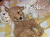 Stunning poodles