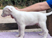 Well bred beautiful lurcher puppies