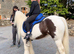 cloe cob mare 11.3-12hh