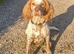 Cocker spaniel