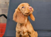 Red working cocker spaniel