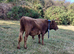 16 month old dun dexter bull