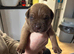 8 puppies for sale