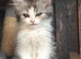 Girls and boys available Persian cross