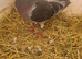 Lovely bird