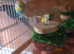 Budgies mixed