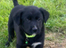 Border Collie x Cocker Spaniel Ready Now