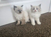 Ragdoll kittens female