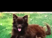 2 beautiful pomchi