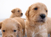 Pure Bred KC registered stunning pups