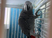 male African grey Glasgow