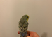 Budgie
