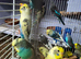 Selection of budgies