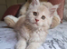 MAINECOON KITTEN AVAILABLE FOR REHOMING